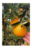 Portakal 3 Kg Limon 2 Kg - 2