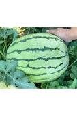 Erkenci karpuz tohumu geleneksel watermelon dixie queen thumbnail 2