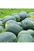 Dev karpuz tohumu geleneksel watermelon florida giant thumbnail 6