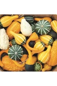 Minyatür Süs Kabağı Tohumu Pear Bicolor Gourd thumbnail 4
