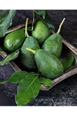 1 Kg Taze Avokado (200 gr ve Üstü) - 1