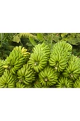 Avokado 1 kg.. Muz 1 kg.. Limon 1 kg hediye - 1