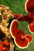 Reishi Ganoderma Lingzhi Mantar Tohumu +5000 Adet - 1