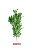 Taze Biberiye(rosemarıne)-25 Gr - 1
