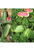 Jübile karpuz tohumu geleneksel jubilee watermelon seeds thumbnail 5