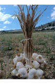 Sarımsak Duble Boy (2 Kg) - 2