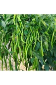 Acı kıl biber tohumu capsicum annuum - 2