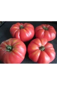 Pembe Ege köy domatesi tohumu atalık söğüşlük çeşit - 6