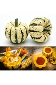 Şeker dumpling kabak tohumu geleneksel sweet dumpling squash - 2