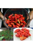 Dünyanın en acı biberi bhut jolokia biber tohumu thumbnail 2