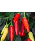 Tabasco acı biber tohumu - 5