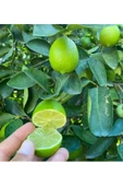 Gülen Market Lime Limon 3 kg - 1