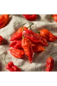 Dünyanın en acı biberi bhut jolokia biber tohumu thumbnail 3