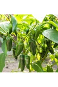 Tatlı jalapeno biberi tohumu jalapeno sweet - 6
