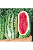 Jübile karpuz tohumu geleneksel jubilee watermelon seeds thumbnail 3