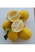 Limon 2 kg bol sulu - 2