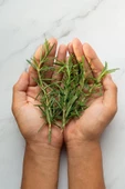 Üreticiden Ilaçsız 40 Gr. Biberiye Otu Taze Doğal Organik Rosemary - 4