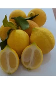 Limon 2 kg bol sulu - 1