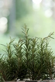 Üreticiden Ilaçsız 40 Gr. Biberiye Otu Taze Doğal Organik Rosemary - 6