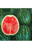Dev karpuz tohumu geleneksel watermelon florida giant thumbnail 2