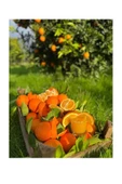 Portakal 3 Kg Limon 2 Kg - 1