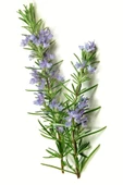 25 gram Doğal Taptaze Organik Biberiye Otu 25gr. Fresh Rosemary Dalından Evinize Taptaze - 1