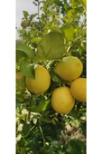 1 Kg Limon Dalından Taze Yeşil - 1