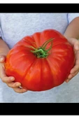 Atalık İtalyan dev domates tohumu söğüşlük - 1