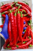%100 Doğal Hatay Samandağ Biberi Paketli 1 Kg - 1