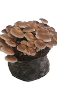 Shitake Mantarı Deneme Kiti thumbnail 2