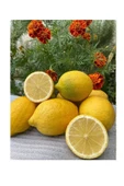 Portakal 3 Kg Limon 2 Kg - 6
