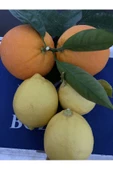 Portakal 3 Kg Limon 2 Kg - 3