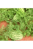 Jübile karpuz tohumu geleneksel jubilee watermelon seeds thumbnail 7