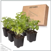 Potted Mint Rosemary Ikili Set 10-20 cm Saksılı Nane Biberiye - 2