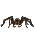 Schleich Harry Potter Büyücülük Dünyası Mini Figür Ararog 13987 - 2