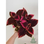 Alacalı Yaprak Güzeli Çiçeği 3 Adet Saksıda Kolyos Coleus - 3