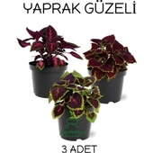 Alacalı Yaprak Güzeli Çiçeği 3 Adet Saksıda Kolyos Coleus - 2