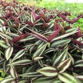 Tradescantia Zebrina Telgraf Çiçeği Kahve Yeşil 10-20 cm - 3