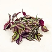 Tradescantia Zebrina Telgraf Çiçeği Kahve Yeşil 10-20 cm - 2