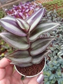 Tradescantia Zebrina Telgraf Çiçeği Kahve Yeşil 10-20 cm - 1