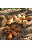 ASAFÇİFTLİĞİ Organik Kabuklu Köy Bademi 1 Kg (sert Kabuklu ) - 1