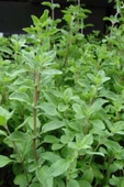 İstanbul Baharat Mercanköşk 2x50 gr - 4