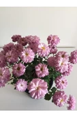 Kasımpatı Çiçeği Fidesi Pembe 10-20 cm - 1