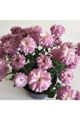 Kasımpatı Çiçeği Fidesi Pembe 10-20 cm - 2