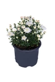 Kasımpatı  (chrysanthemum) Beyaz Renk 10-20 cm - 1