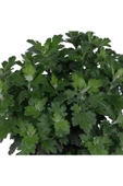 Kasımpatı  (chrysanthemum) Beyaz Renk 10-20 cm - 3