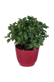 Kasımpatı  (chrysanthemum) Beyaz Renk 10-20 cm - 2