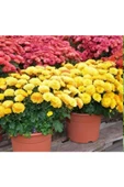 Mini Bodur Kasımpatı Çiçeği Sarı 10-20 cm - 2