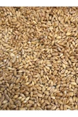 ÇAVGALAR TAVUK YEMLİK BUĞDAY Çavgalar Tavuk Ve Kuş Için Yemlik Buğday 5 Kg - 1