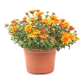 1 Adet Saksılı 15-25 cm Krizentem Turuncu Renk Kasımpatı Çiçeği - 2